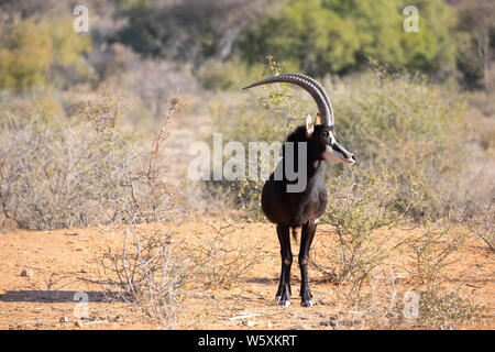 Porträt einer seltenen männlichen Rappenantilopen (Hippotragus Niger). Okonjima, Namibia. Stockfoto