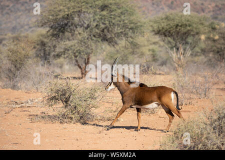 Porträt einer seltenen weiblichen Rappenantilopen (Hippotragus Niger). Okonjima, Namibia. Stockfoto