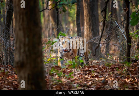 Eine Tigerin, Bengal Tiger (Panthera tigris) Herumstreichen in Bandhavgarh National Park in der Umaria Bezirk der zentralen indischen Bundesstaat Madhya Pradesh Stockfoto