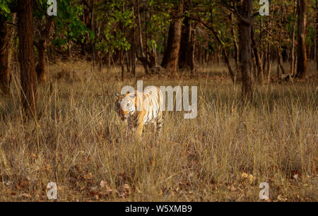 Tigerin, Bengal Tiger (Panthera tigris) Wandern in Wäldern lange Gras in Bandhavgarh Nationalpark Tiger Reserve, Madhya Pradesh, Indien Stockfoto