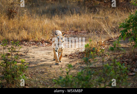 Eine Tigerin, Bengal Tiger (Panthera tigris) zu Fuß auf einer Jungle Track in Bandhavgarh Nationalpark Tiger Reserve, zentralindischen Staat Madhya Pradesh Stockfoto