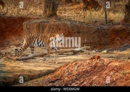 Tigerin, Bengal Tiger (Panthera tigris) in Bandhavgarh Nationalpark Tiger Reserve, Umaria Bezirk der zentralen indischen Bundesstaat Madhya Pradesh Stockfoto