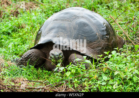 Galapagos Riesenschildkröte auf der Insel Santa Cruz im Galapagos Nationalpark, Ecuador Stockfoto