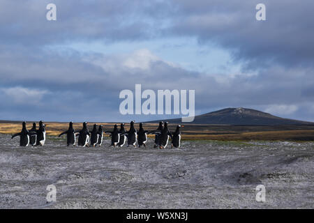 Gentoo Penguins an Volunteer Point, East Falkland läuft Stockfoto