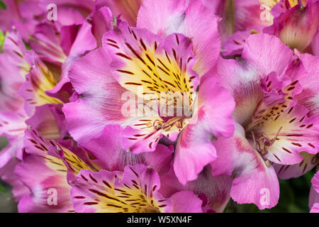Nahaufnahme von Alstroemeria Inticancha Sunday blüht in einem englischen Garten, England, Großbritannien Stockfoto
