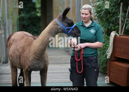 Ande das Lama offiziell eröffnet neue ZSL London Zoo Animal Adventure heute Morgen vom 30. Juli 2019 von seinem Weg durch eine zeremonielle Ribbon munching, nach der Eröffnung der Zoo berühmtheiteltern Michelle Heaton, Charlie Simpson und Katie Piper an der 32.000 qm neue Streichelzoo und Spielplatz auf einer Reise von Wildtieren Entdeckung, die ein Leben lang halten begrüßt. Moderator JB Gill und seiner Familie gefeiert, dass sich ihre Tochter Chiara Geburtstag an den Start. wo die Kleine in einem entzückenden Miniaturausgabe zookeeper Outfit gekleidet met Zwergziegen Dornbusch und Tölpel. . London Zoo. London, Großbritannien Stockfoto