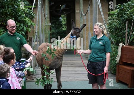 Ande das Lama offiziell eröffnet neue ZSL London Zoo Animal Adventure heute Morgen vom 30. Juli 2019 von seinem Weg durch eine zeremonielle Ribbon munching, nach der Eröffnung der Zoo berühmtheiteltern Michelle Heaton, Charlie Simpson und Katie Piper an der 32.000 qm neue Streichelzoo und Spielplatz auf einer Reise von Wildtieren Entdeckung, die ein Leben lang halten begrüßt. Moderator JB Gill und seiner Familie gefeiert, dass sich ihre Tochter Chiara Geburtstag an den Start. wo die Kleine in einem entzückenden Miniaturausgabe zookeeper Outfit gekleidet met Zwergziegen Dornbusch und Tölpel. . London Zoo. London, Großbritannien Stockfoto