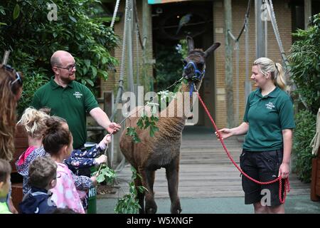 Ande das Lama offiziell eröffnet neue ZSL London Zoo Animal Adventure heute Morgen vom 30. Juli 2019 von seinem Weg durch eine zeremonielle Ribbon munching, nach der Eröffnung der Zoo berühmtheiteltern Michelle Heaton, Charlie Simpson und Katie Piper an der 32.000 qm neue Streichelzoo und Spielplatz auf einer Reise von Wildtieren Entdeckung, die ein Leben lang halten begrüßt. Moderator JB Gill und seiner Familie gefeiert, dass sich ihre Tochter Chiara Geburtstag an den Start. wo die Kleine in einem entzückenden Miniaturausgabe zookeeper Outfit gekleidet met Zwergziegen Dornbusch und Tölpel. . London Zoo. London, Großbritannien Stockfoto