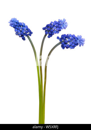 Muscari Blumen auf weißem Hintergrund Stockfoto