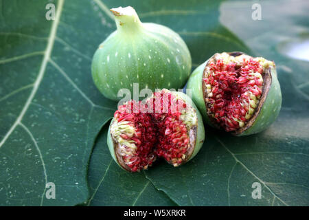 Frische Früchte von wild Fig Tree, eine grüne mit Milchsaft und zwei Unreife aber Risse Stockfoto