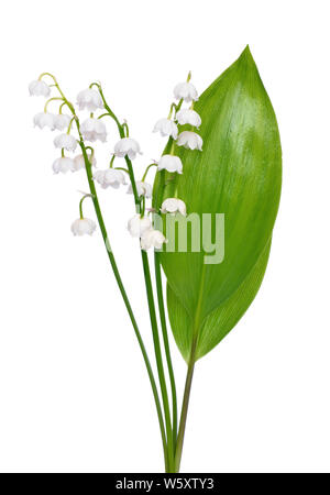 Convallaria majalis Blumen auf weißem Hintergrund Stockfoto