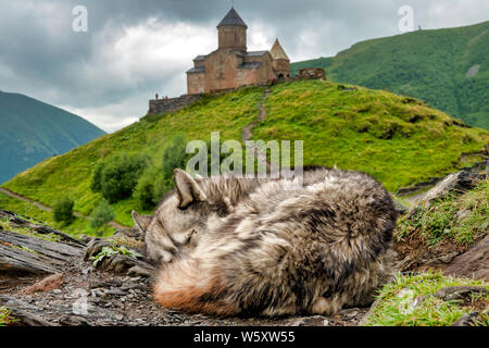 Hund schlafen in der Nähe der Trinity Church, Gergeti Gergeti, Georgien Stockfoto