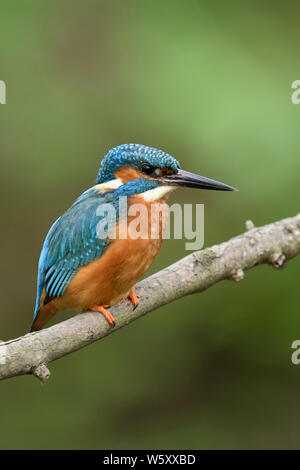 Eurasischen Kingfisher/Eisvogel (Alcedo atthis) im Frühjahr, auf einem Ast über dem Ufer eines kleinen Flusses, Tierwelt, Europa thront. Stockfoto