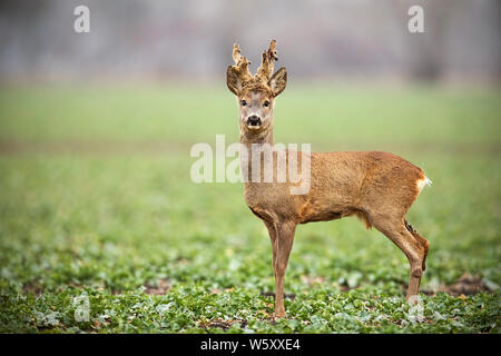 Low Angle View der Rehe, Hyla arborea, Buck mit Geweih Vergießen von Velvet im Winter mit kopieren. Neugierig alarmiert wildes Tier im Wint Stockfoto