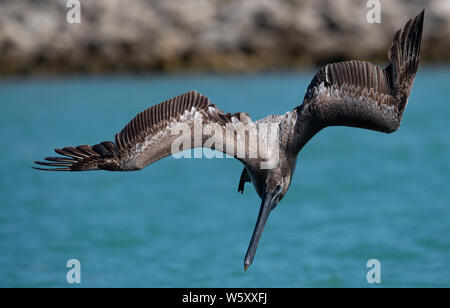 Pelikan in Florida Stockfoto