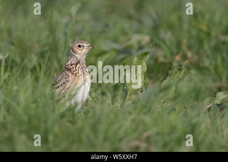 Feldlerche (Alauda arvensis), Erwachsene im Frühjahr, sitzend auf dem Boden in einer Wiese, Weide, im Gras, Stretching, beobachten aufmerksam, Wildlife, Europa. Stockfoto