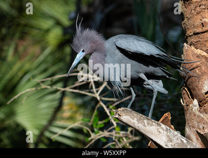 Ein Reiher in Florida Stockfoto