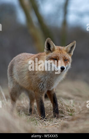 Rote Füchse/Rotfüchse (Vulpes vulpes), zwei Erwachsene, stehen, zusammen, schauen, vorsichtig, in die Büsche am Rande eines Waldes, in Europa. Stockfoto