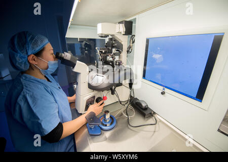 Ein chinesischer medizinischer Arbeiter führt Gentests auf befruchteten Eizellen oder Embryonen, die für die Test Tube Babies im Labor von der Provinz Shanxi reproduktive Scienc Stockfoto