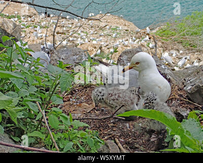 Grauen und weißen Ring-billed Möwe mit leuchtend roten und gelben Schnabel, Nesting 3 flauschige schwarz gefleckt Küken, mit großen Kolonie im Hintergrund. Stockfoto