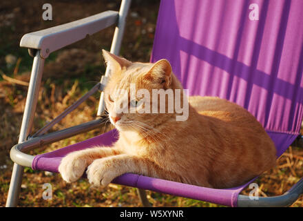 Eine zwei Jahre alte Ginger Tabby tom Katze, die in der späteren Nachmittagssonne im Nordosten Italiens auf einem violetten Gartenstuhl sitzt Stockfoto