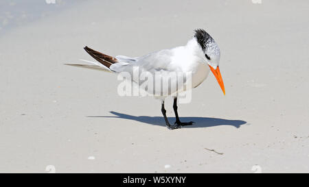 Ein royal tern mit rot-orange Rechnung, lückenhaft Winter cap, weißen Hals, graue und schwarze Flügel Schwimmhäuten, die in der hellen Sonne am Sandstrand. Stockfoto