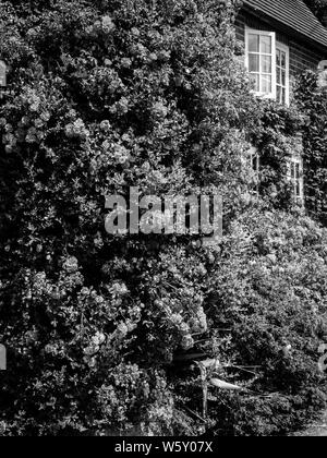 Cottage mit Rosen, Chiltern Hills AONB, aldworth Dorf, Berkshire, England, UK, GB. Stockfoto