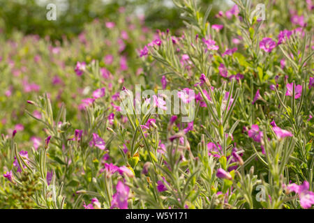 Große Weidenröschen, Epilobium hirsutum, immer an der Seite einer country lane Ende Juli. North Dorset England UK GB Stockfoto