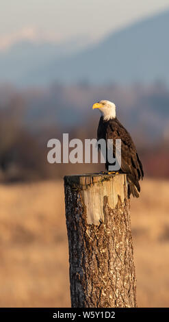 Weißkopf-Seeadler in Kanada Stockfoto