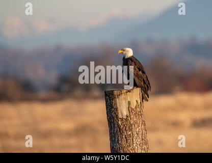 Weißkopf-Seeadler in Kanada Stockfoto