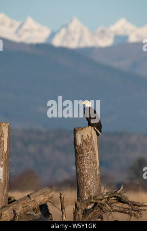 Weißkopf-Seeadler in Kanada Stockfoto