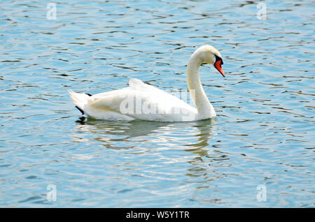 Weißer Höckerschwan auf Aquamarin Rippled Wasser mit hellen Rot-orange Rechnung oder Schnabel mit schwarzer, langer cremefarbenen Hals und detaillierte Federn begrenzt. Stockfoto