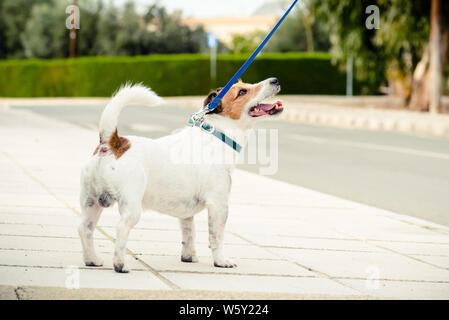 Hund das Gehen an der Leine an der Straße von kleinen Stadt in Süd Europa Stockfoto