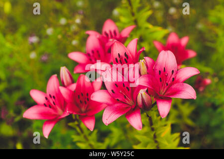 Zephyranthes Blume. Allgemeine Namen für Arten in dieser Gattung gehören fairy Lily, rainflower, Zephyr, Magie, Atamasco, und regen Lily. Stockfoto