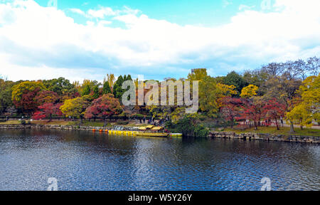 Die schönen Herbst Laub von gingko Bäume und Ahorn in der Burg von Osaka in Osaka City, Kansai, Japan, 19. November 2018. Stockfoto
