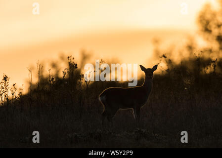 Sika deer Silhouette gegen den Sonnenuntergang Stockfoto