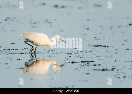 Seidenreiher Jagd im flachen Wasser, mit Reflexionen. Schnabel öffnen Stockfoto