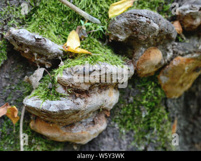 Moos und Pilzen auf einem Pflaumenbaum Stockfoto