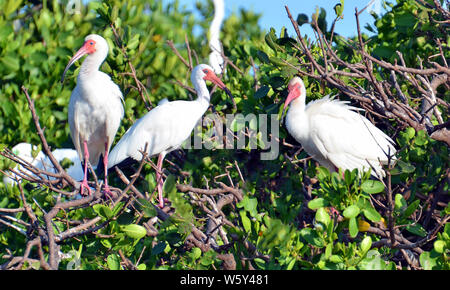 Drei Amerikanische Weiß ibis mit rosa Beine und Maske, schwarz gespitzt, Schnäbel, und blauen Augen auf der twisted Brown mangrove Filialen. Stockfoto