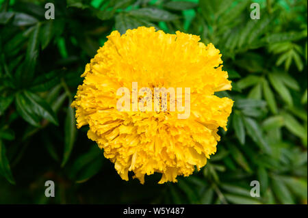 Gelbe ringelblumen Blume im Garten Stockfoto