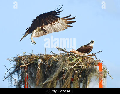 Großes Nest aus Zweigen und Moos gebaut auf Kanal Marker mit Paar osprey, eine Landung mit ausgebreiteten Flügeln und Krallen, die anderen ständigen guar Stockfoto