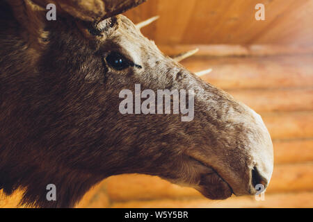 Gefüllte Elch Hirsch Kopf an der Wand des Jägers Haus. Stockfoto