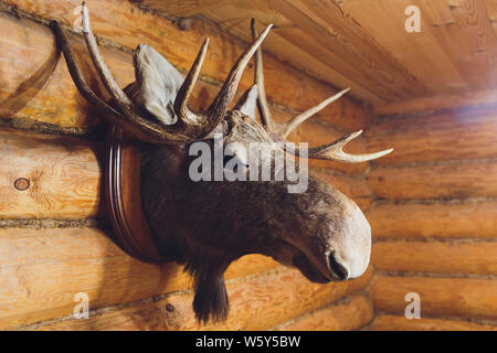 Gefüllte Elch Hirsch Kopf an der Wand des Jägers Haus. Stockfoto