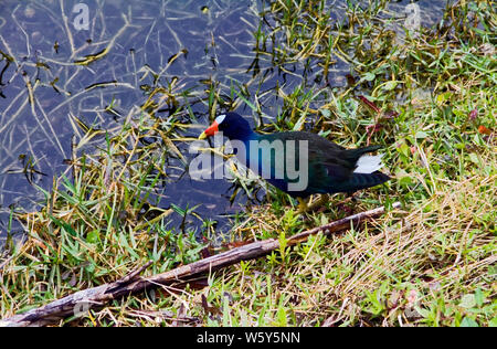 Purple Gallinule Vogel; Porphyrula martinica; Rail Familie; Erwachsene, helle Farben; Tierwelt; Tier, Everglades National Park, Florida; FL; Winter; horiz. Stockfoto