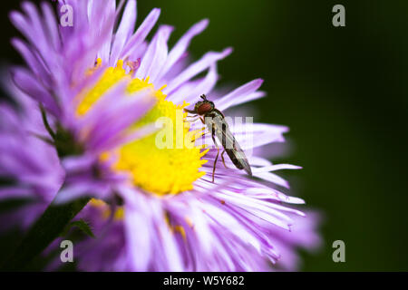 Eine Makroaufnahme eines aster Blume mit einem Platycherius Schweben, Fliegen, der sich in einem britischen Garten gelandet ist. Stockfoto