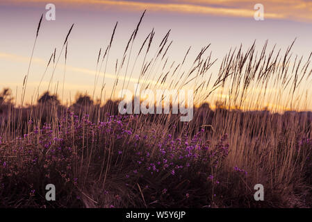 Sommer Heide und Gräser gegen einen Sonnenuntergang Himmel Stockfoto