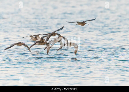 Herde von Brachvögeln flying low über blaue Wasser Stockfoto