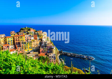 Manarola Dorf in der schönen Landschaft von Bergen und Meer - spektakuläre Wanderwege im Weinberg mit Blumen im Nationalpark Cinque Terre, Liguri Stockfoto