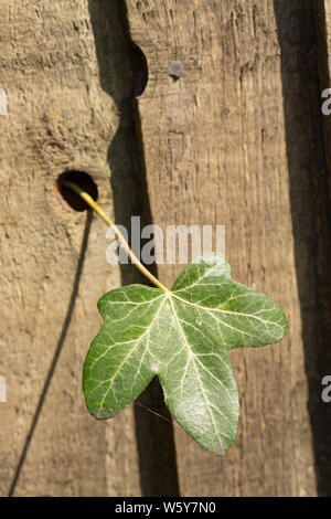 Ein einzelnes Blatt Efeu, Hedera helix, Knoten, die durch ein Loch in einer Holzwand am Rande eines Garten gewachsen ist. Dorset England UK GB Stockfoto