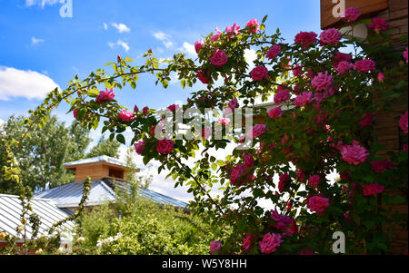 Klettern rosa Rose Bush Garden Stockfoto